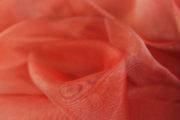 Organtyna jednotonowa – Cerise