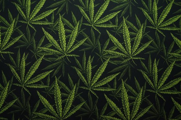 Tkanina ogrodowa wodoodporna – liście konopi